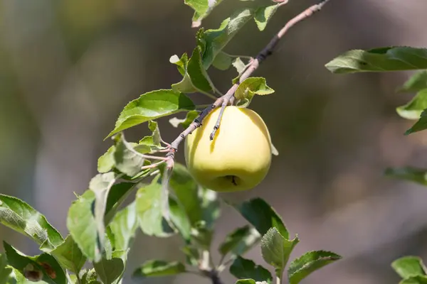 Pommes mûres sur l'arbre dans la nature — Photo