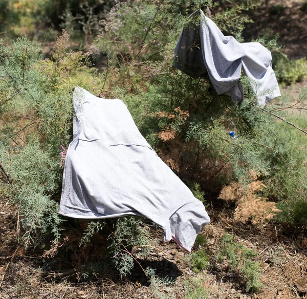 Nasse Kleidung hängt in einem Baum — Stockfoto