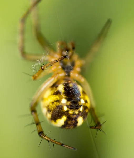 Αράχνη στην πράσινη φύση — Φωτογραφία Αρχείου