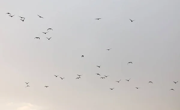 Een kudde meeuwen in de lucht bij zonsondergang — Stockfoto