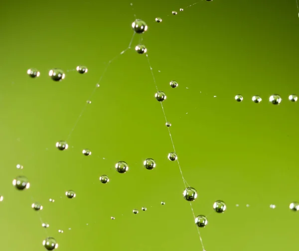 Gouttelettes d'eau sur une toile d'araignée dans la nature — Photo