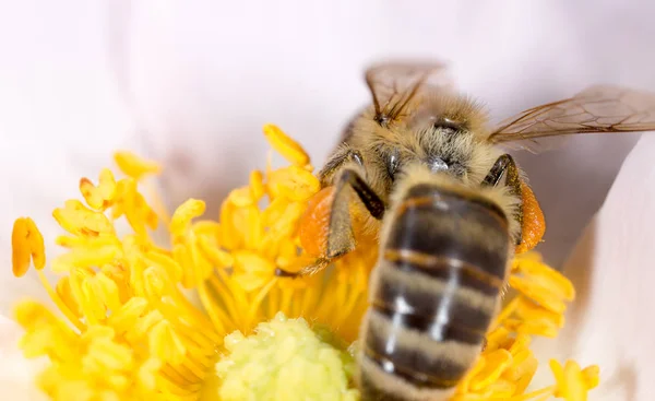 Bee on a flower. macro — Zdjęcie stockowe