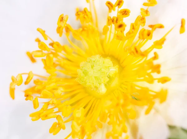 Pólen amarelo em flor. macro — Fotografia de Stock