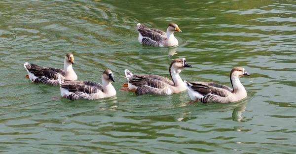 Eine Herde Enten auf dem See im Herbst — Stockfoto