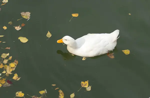 Pato blanco en el lago en otoño — Foto de Stock