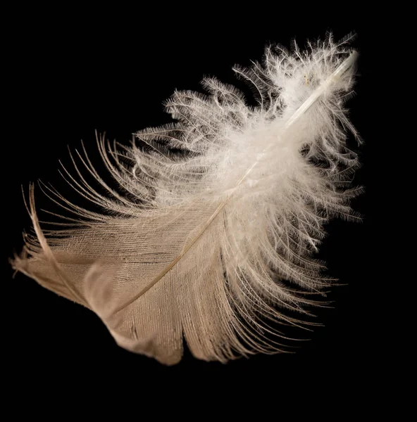 Feather on a black background — Stock Photo, Image