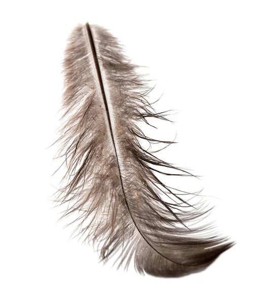 Feather on a white background — Stock Photo, Image