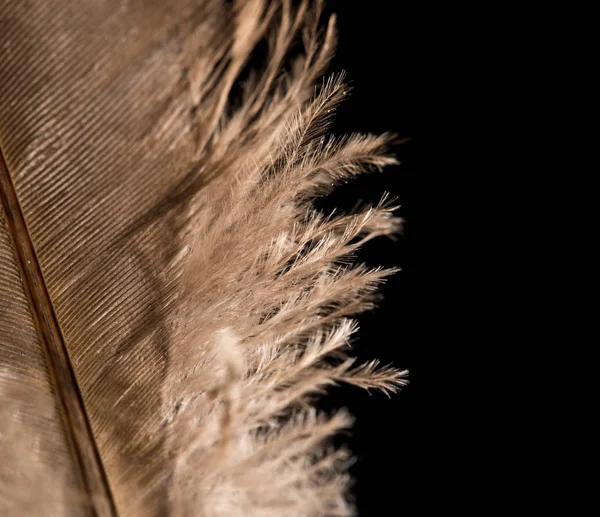 Pluma sobre un fondo negro — Foto de Stock