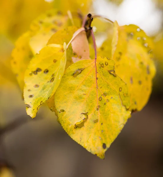 Yellow leaves on the autumn nature — Stock Photo, Image