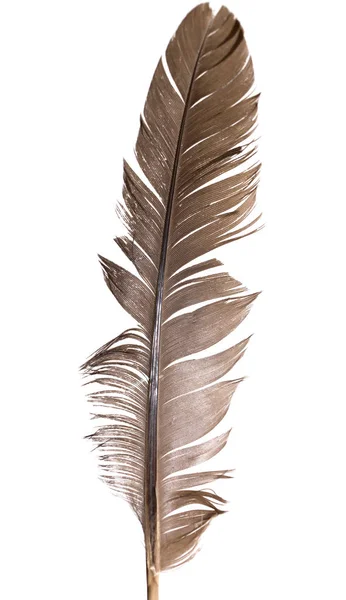 白色背景上的羽毛 — 图库照片