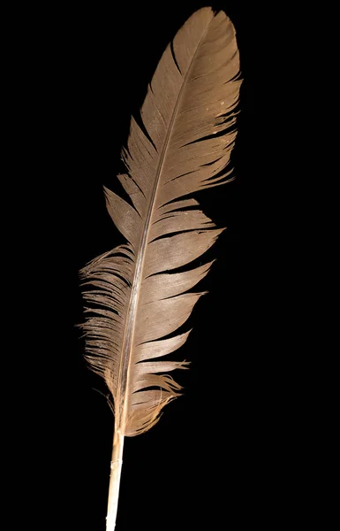 검은 배경에 있는 깃털 — 스톡 사진