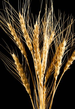 Siyah arka planda buğday kulakları