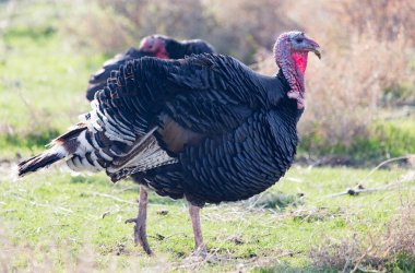 Türkiye'de bir çiftlikte açık havada