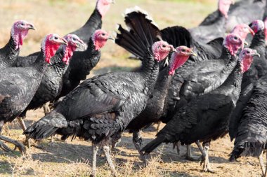 çiftlik Türkiye'nin açık havada
