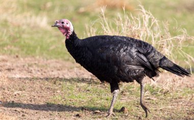 Türkiye'de bir çiftlikte açık havada