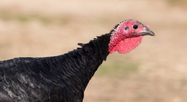 Türkiye'de bir çiftlikte açık havada