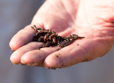 Kırmızı solucan el balıkçı