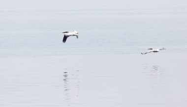 Su yüzey üzerinde Kuşlar uçar