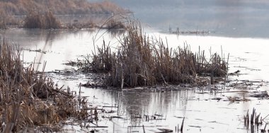 sazlık batımında su yüzeyinde