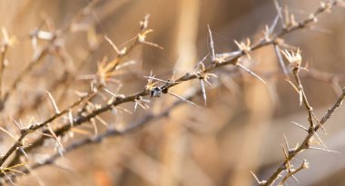 doğada kuru dikenli bitki