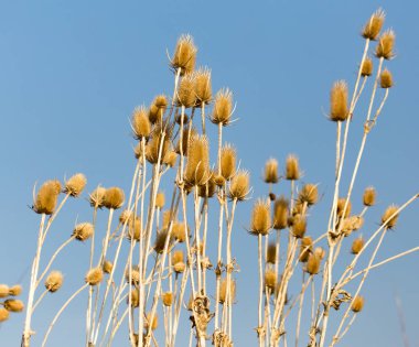 Mavi gökyüzüne karşı kuru dikenli bitki