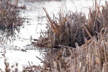 sazlık batımında su yüzeyinde