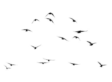 Beyaz arka planda güvercin sürüsü