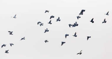 bir sürü güvercin Gri gökyüzünde