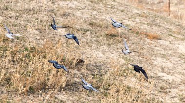 Uçan bir güvercin sürüsü