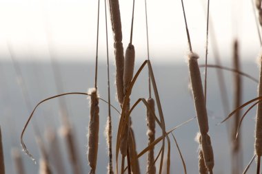 sazlık günbatımı bir arka plan üzerinde