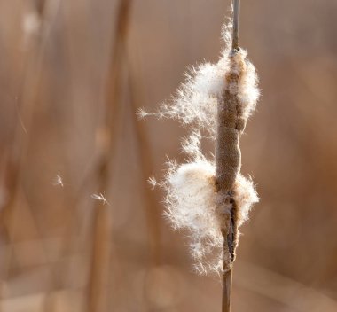 sazlık günbatımı bir arka plan üzerinde