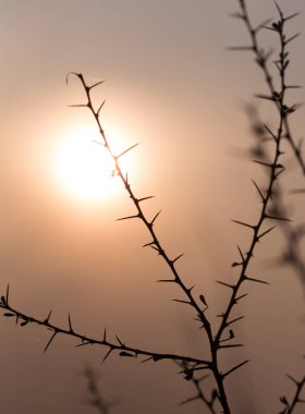 Gün batımı zemin üzerine dikenli bitki Kuru