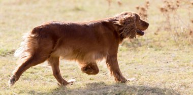 kırmızı köpek niteliğine