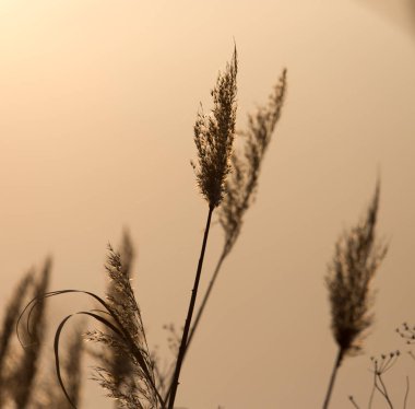 sazlık günbatımı bir arka plan üzerinde