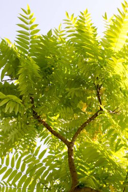 Doğada ağaçtaki yeşil yapraklar