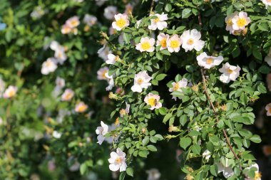 Bush açık havada güzel çiçekler