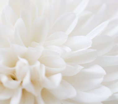 arka plan olarak beyaz çiçek