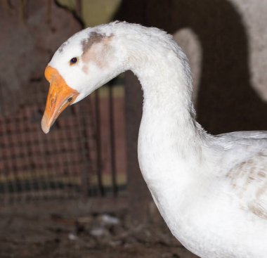 çiftlikte kazgans op de boerderij