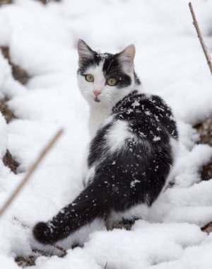 Kışın kardaki kedi