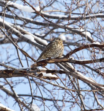 Ağaca kışın guguk