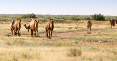 Çölde deve kervanı