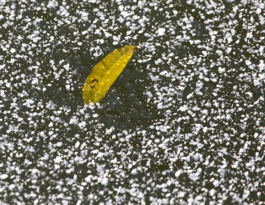 Buz tabakasının altında