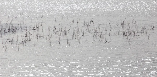 Dry twigs on the surface of the water — Stock Photo, Image