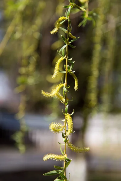 Fiori sull'albero in natura salice — Foto Stock