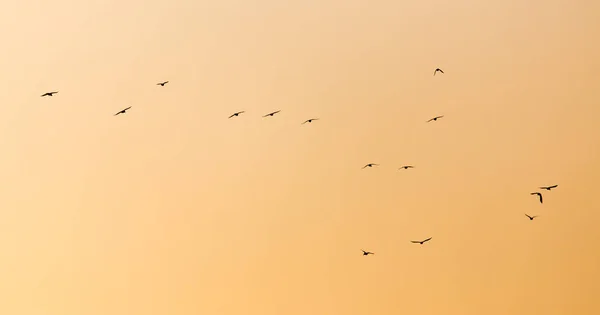 Флокка птиц на закате — стоковое фото
