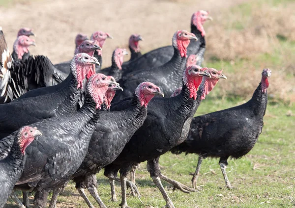 Farm kalkoner utomhus — Stockfoto