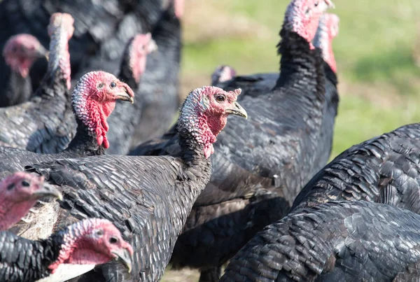 çiftlik Türkiye'nin açık havada