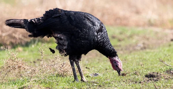 Truthahn auf einem Bauernhof im Freien — Stockfoto