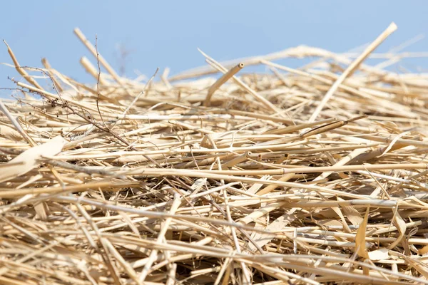 Dry hay on the background of the sky — Stock Photo, Image