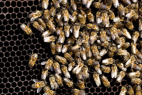 Bienen auf einem Gerüst mit Honig im Bienenhaus — Stockfoto